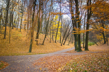 Fototapeta premium golden autumn, perfect period of time, golden fall, autumn in the park, countryside