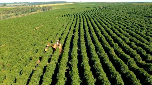 Aerial view of coffee harvesting in Brazil.