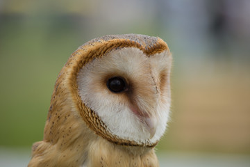 portrait of a young beautiful red owl barn owl (Tyto alba) close-up