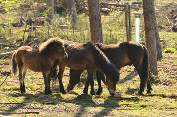 Exmoor-Pony Familie