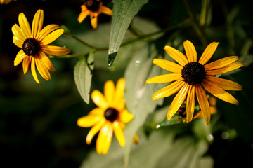Rudbeckia