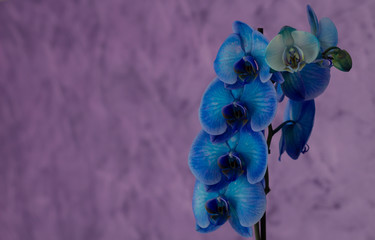 Orchidea blu