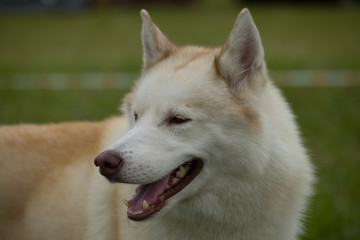 close-up Portrait of a young husky dog white red
