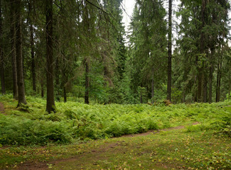 Pine forest at summer day.