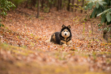 Alaskan Malamute husky