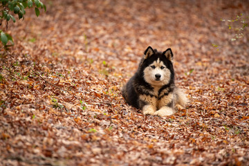 Alaskan Malamute husky