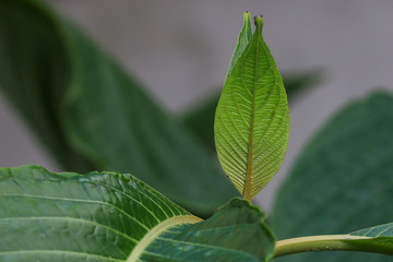Horizontal close-up of a young leaf of the Brazilian Red Cloak (Megaskepasma erythrochlamys). 