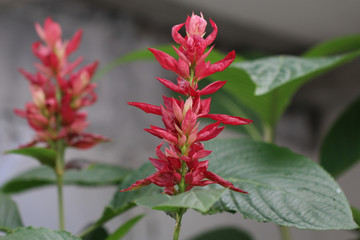 Inflorescence of the Brazilian Red Cloak (Megaskepasma erythrochlamys). 