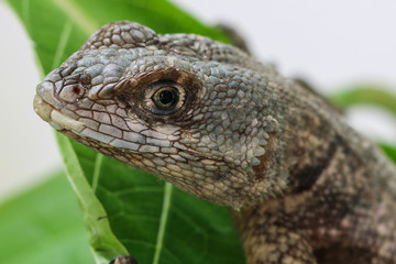 Head detail of a garden lizard (Tropidurus), a very common species in urban areas in Northeast of...
