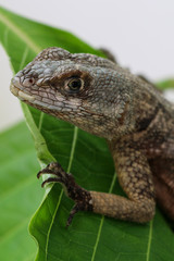 Close-up of a garden lizard (Tropidurus) resting on a Brazilian cloak leaf (Megaskepasma erythrochlamys). It is very common in urban areas in Northeast region of Brazil. 