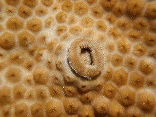 Colony of white encrusting zoanthid (Palythoa caribaeorum) growing around a trumpet polyp...