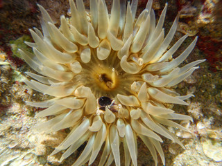 Naklejka na ściany i meble Close-up of a sea anemone (possibily Bunodosoma cangicum) showing the tentacles and the oral disc.