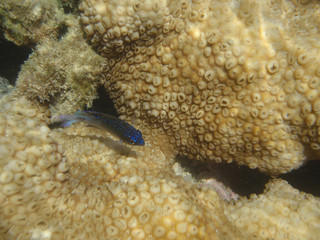 Submerged colony of the white encrusting zoanthid Palythoa caribaeorum from Porto de Galinhas, Pernambuco, Brazil.
