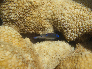 Submerged colony of the white encrusting zoanthid Palythoa caribaeorum from Porto de Galinhas, Pernambuco, Brazil. © Liany Melo