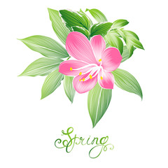Abstract spring floral pattern  with green leaves  and clivia flower.