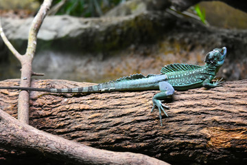 Il basilisco piumato sul ramo di un albero