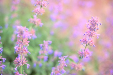 Obraz na płótnie Canvas summer field of purple wild flowers, selective focus