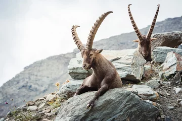 Foto op Canvas Alpine Ibex (Capra ibex), Gran Paradiso National Park, Italy © ueuaphoto