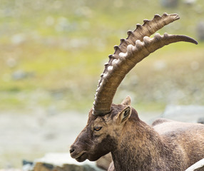 Alpine Ibex (Capra ibex), Gran Paradiso National Park, Italy