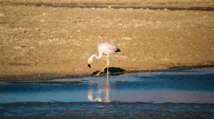 Beautiful Flamingo at Atacama Desert Lake