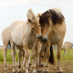 Obraz premium Russian horse and Fjorde horse, royal horses