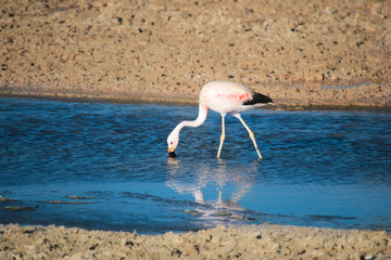Beautiful Pink Flamingo in the Water at Atacama Desert