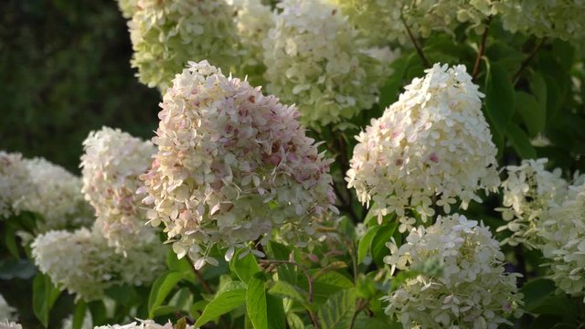 Snow ball hydrangea arborescens moving in the wind