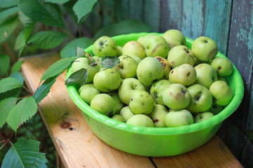 A basin filled with green apples fallen from an Apple tree, standing on a wooden bench. Still life with gifts of nature.