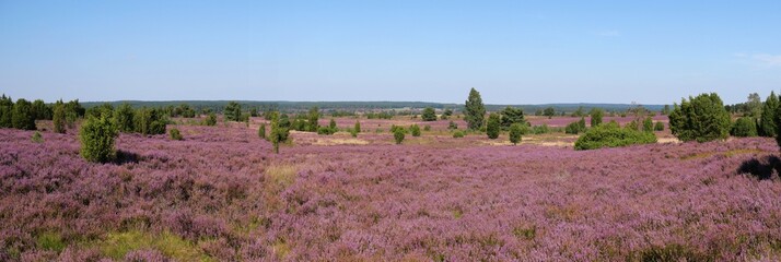 Lüneburger Heide als Panorama mit toller Blüte