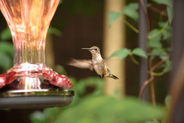 Obraz premium Hummingbird at Feeder