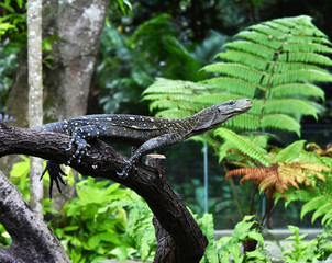 Il rettile nella foresta sta spiando la preda