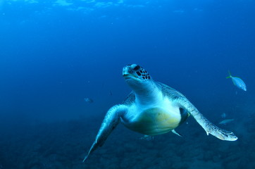 Obraz na płótnie Canvas Tortugas marinas nadando