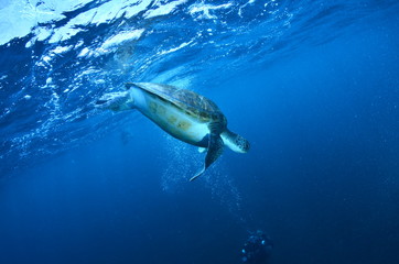 Tortugas marinas nadando