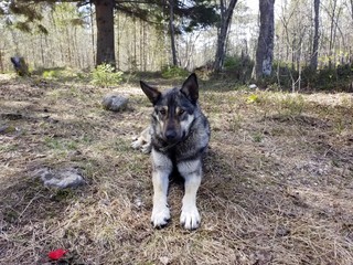 portrait of dog in park