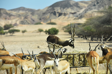 Una maestosa antilope comanda un gruppo di gazzelle a Sir Bani Yas Island