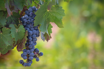 Racimo de uvas en vendimia para vino tinto