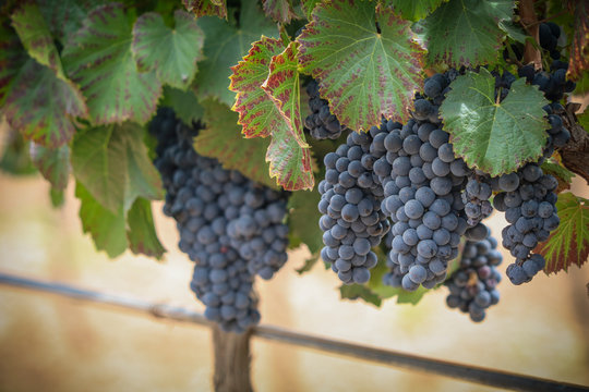 Racimo de uvas en vendimia para vino tinto