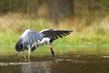 Grey heron - Ardea cinerea - catch fish in water