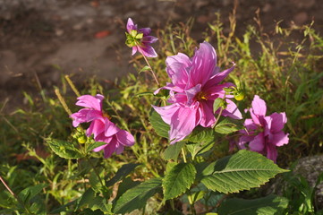 Fushia flowers