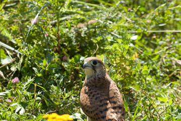 young Kestrel Falcon (Falco tinnunculus) closeup sits in the grass