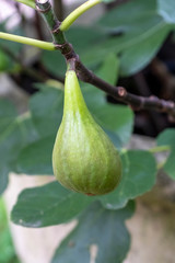 Feige (Ficus carica) am Baum