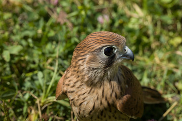 portrait of a young Kestrel Falcon (Falco tinnunculus) closeup