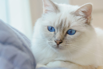 White birman cat with blue eyes