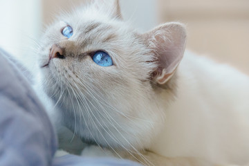White birman cat with blue eyes