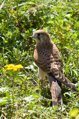 young Kestrel Falcon (Falco tinnunculus) closeup sits in the grass