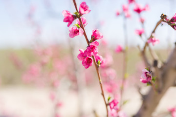 Fototapeta premium Beautiful pink peach flowers petals and trees blooming on a spring sunny day