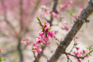 Beautiful pink peach flowers petals and trees blooming on a spring sunny day