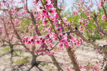 Beautiful pink peach flowers petals and trees blooming on a spring sunny day