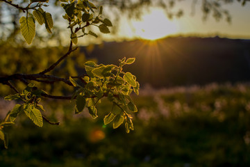 The oak leaves in the shade of the sunset