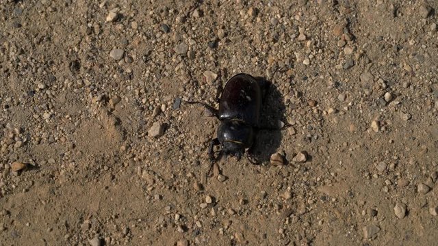 Stag Beetle female (Lucanus Cervus) goes on background - (4K)